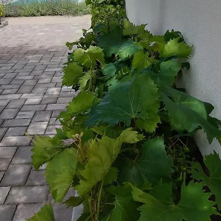 Matea Vica Apartman, *